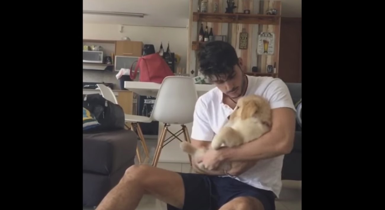 ゴールデンレトリーバー,動画