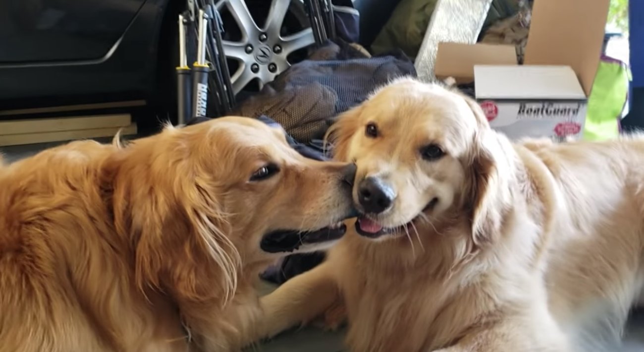 ゴールデンレトリーバー,動画