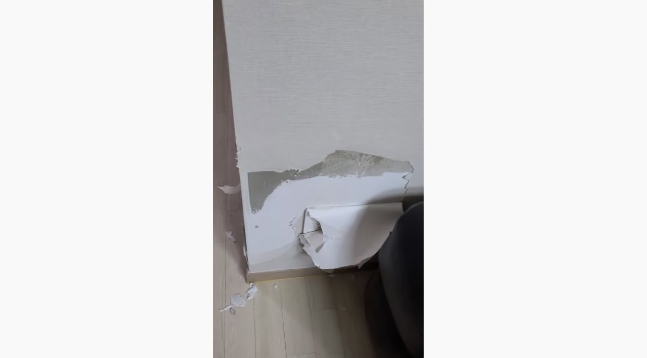 ゴールデンレトリーバー,動画