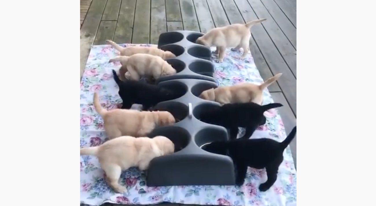 ラブラドールレトリーバー,動画