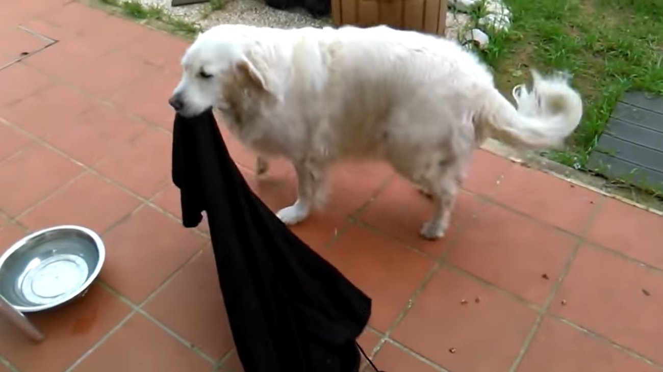 ゴールデンレトリーバー,動画