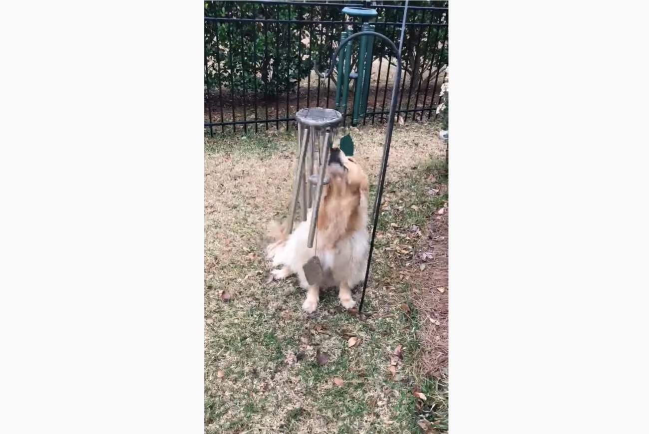 ゴールデンレトリーバー,動画