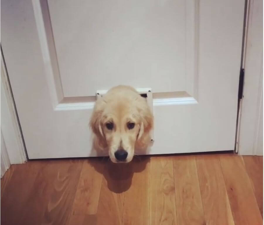 ゴールデンレトリーバー,動画