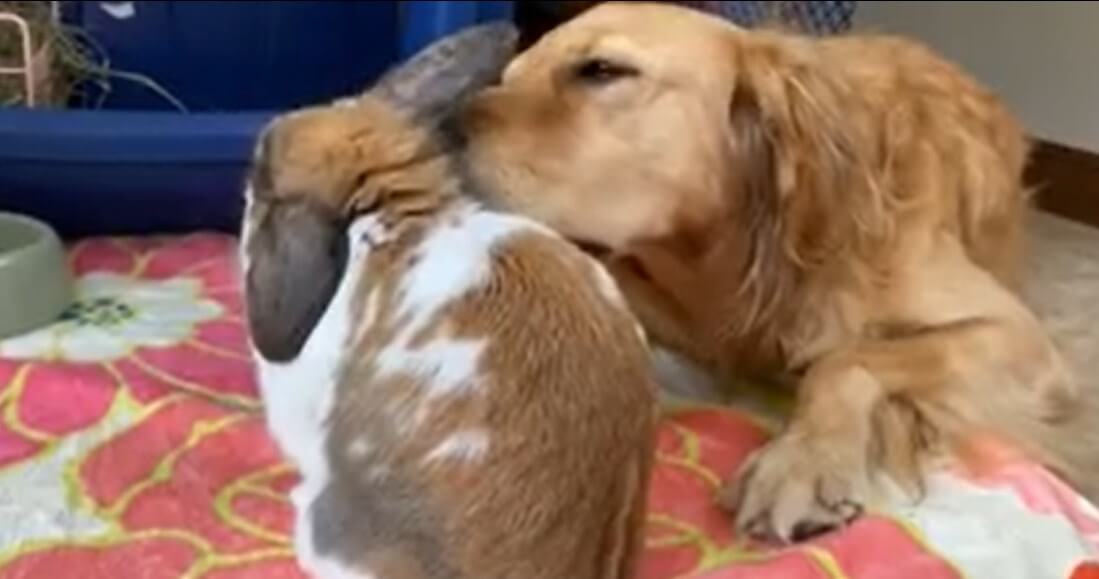 ゴールデンレトリーバー,動画