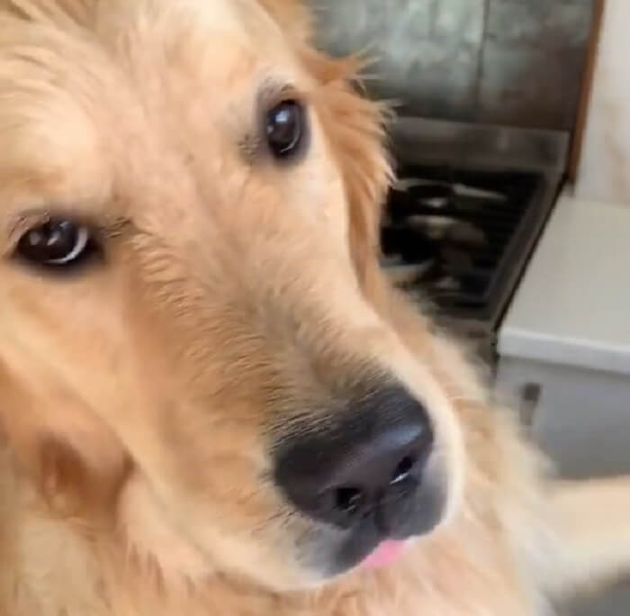 ゴールデンレトリーバー,動画