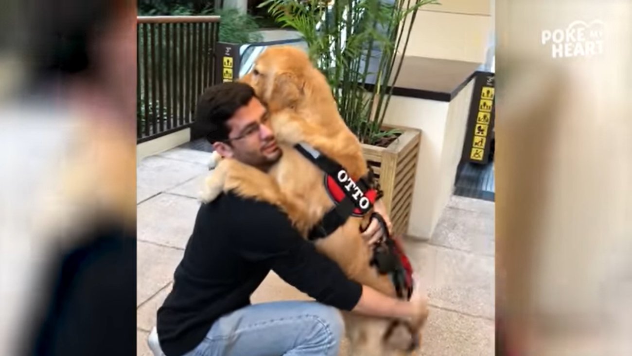 ゴールデンレトリーバー,動画