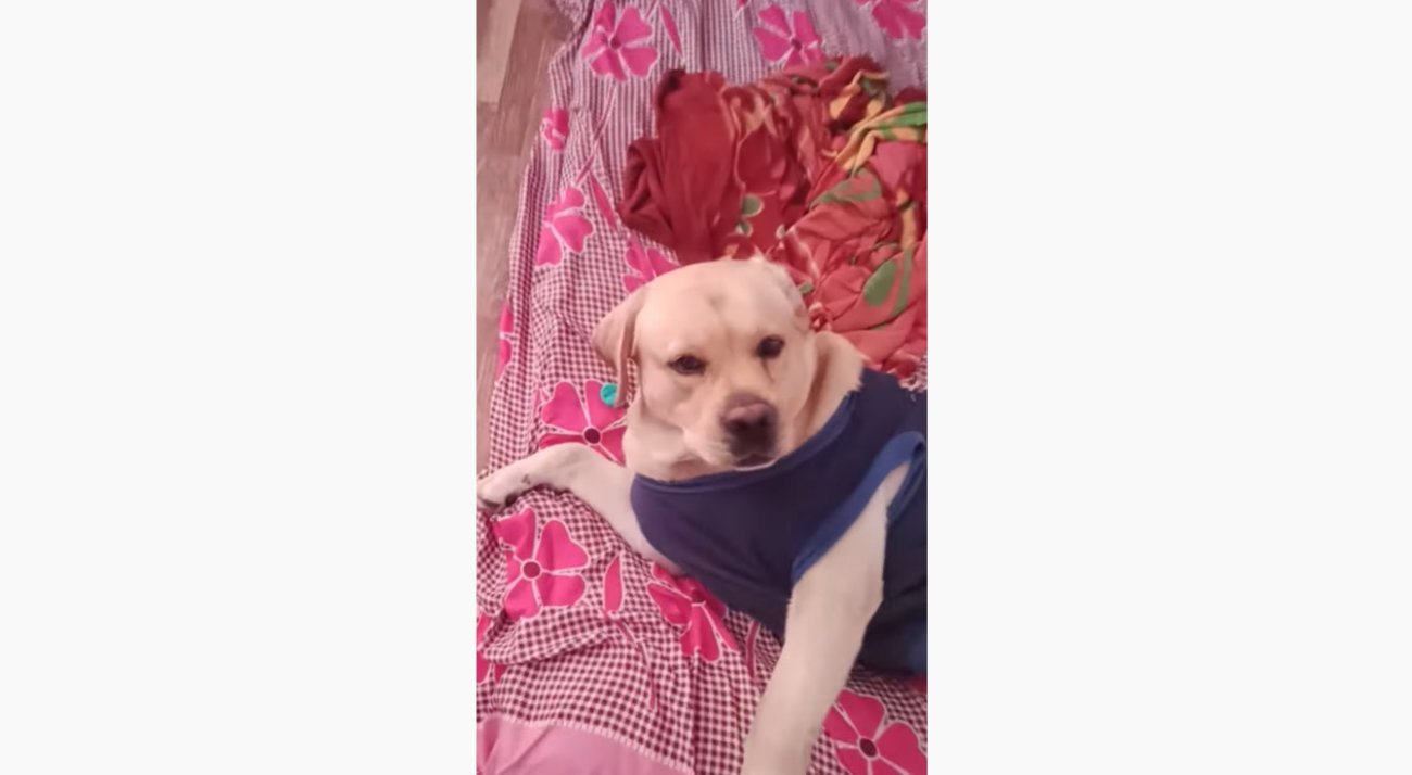 ラブラドールレトリーバー,動画