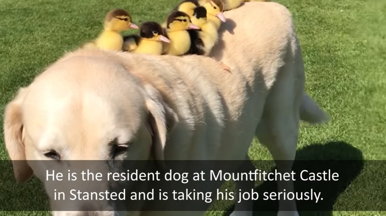 ラブラドールレトリーバー,動画