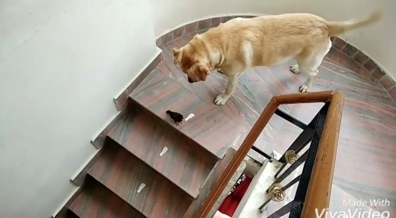 ラブラドールレトリーバー,動画