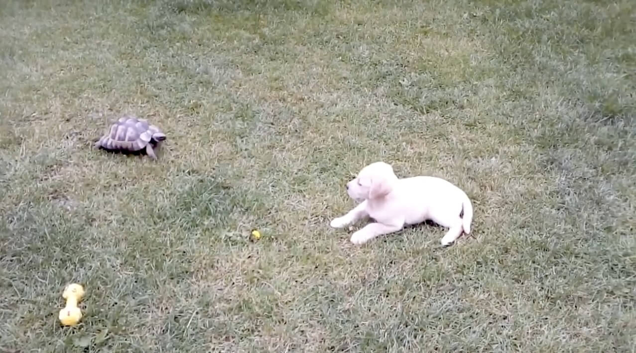 ラブラドールレトリーバー,動画