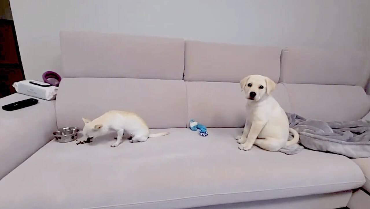 ラブラドールレトリーバー,動画