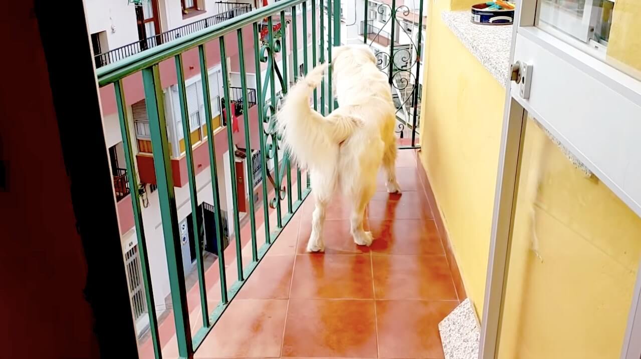 ゴールデンレトリーバー,動画