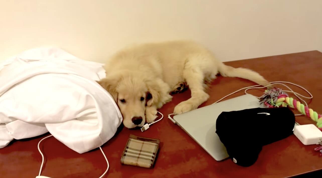 ゴールデンレトリーバー,動画