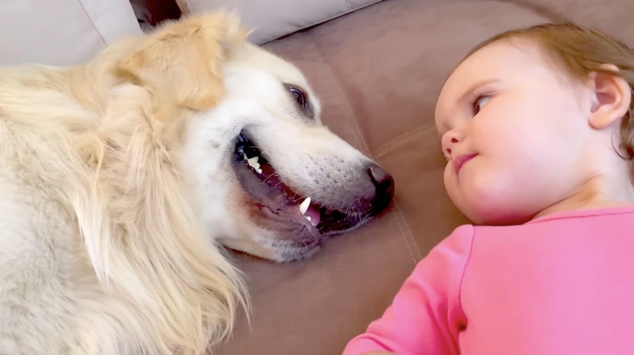 ゴールデンレトリーバー,動画