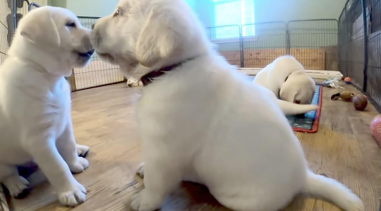 ラブラドールレトリーバー,動画