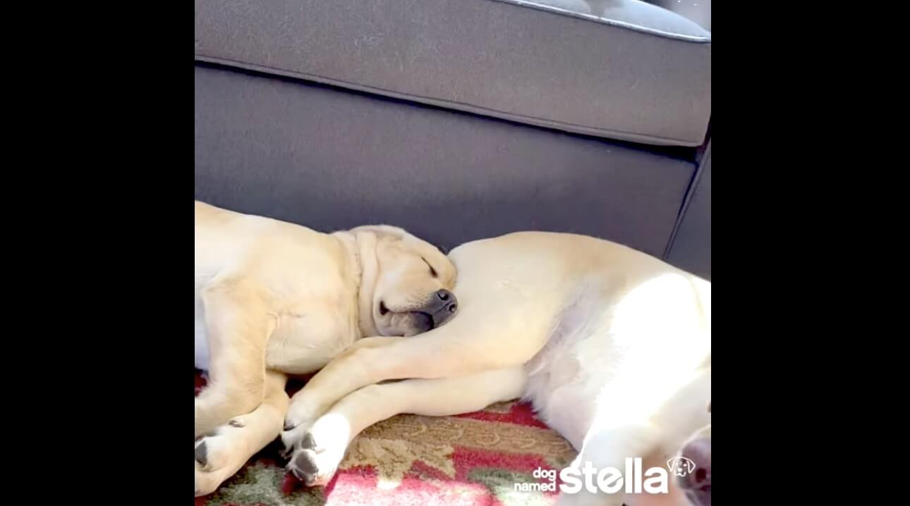 ラブラドールレトリーバー,動画