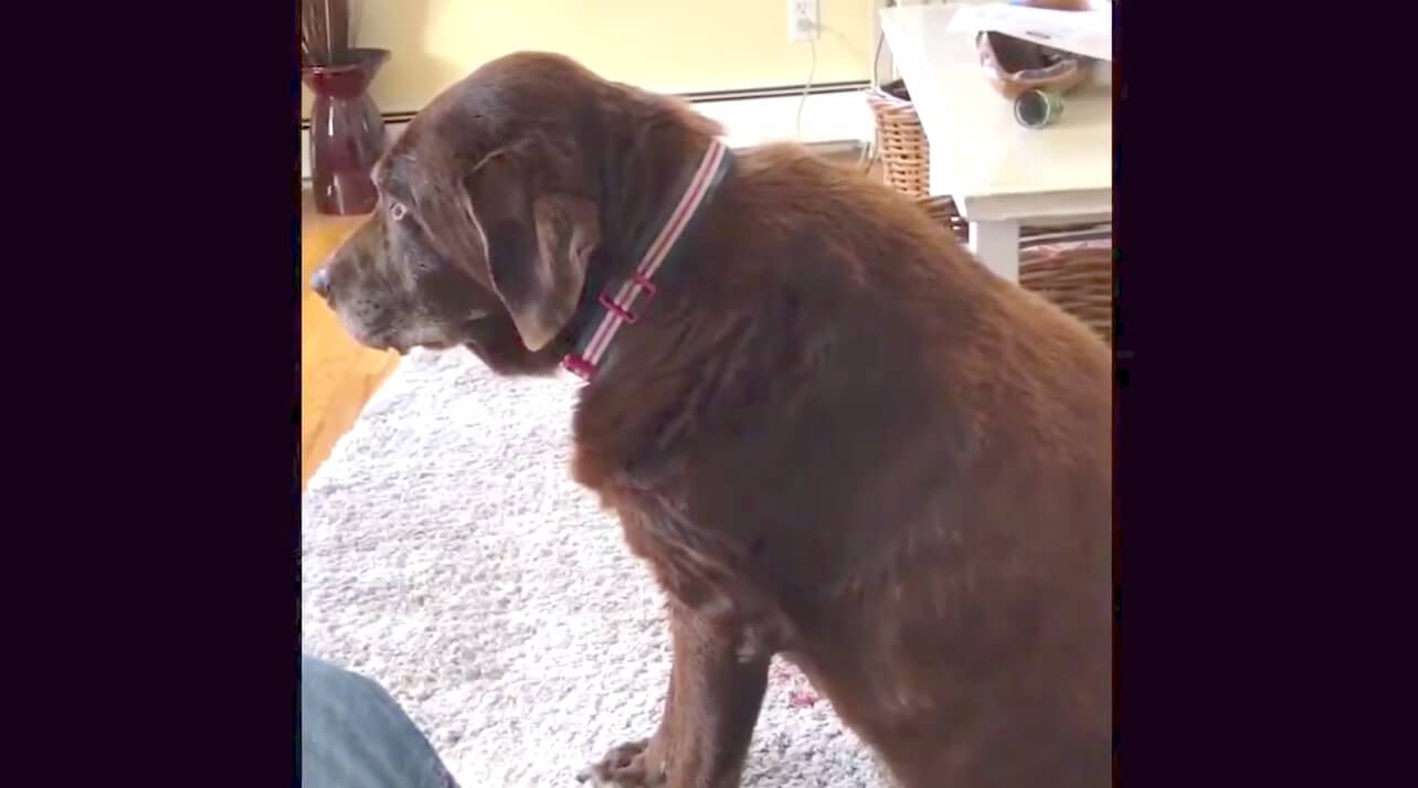 ラブラドールレトリーバー,動画