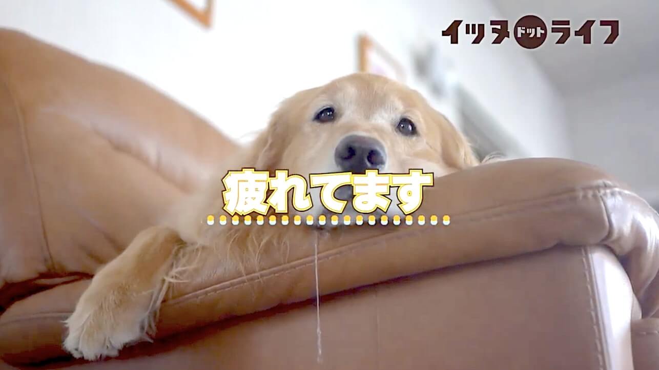 ゴールデン,動画,イッヌドットライフ