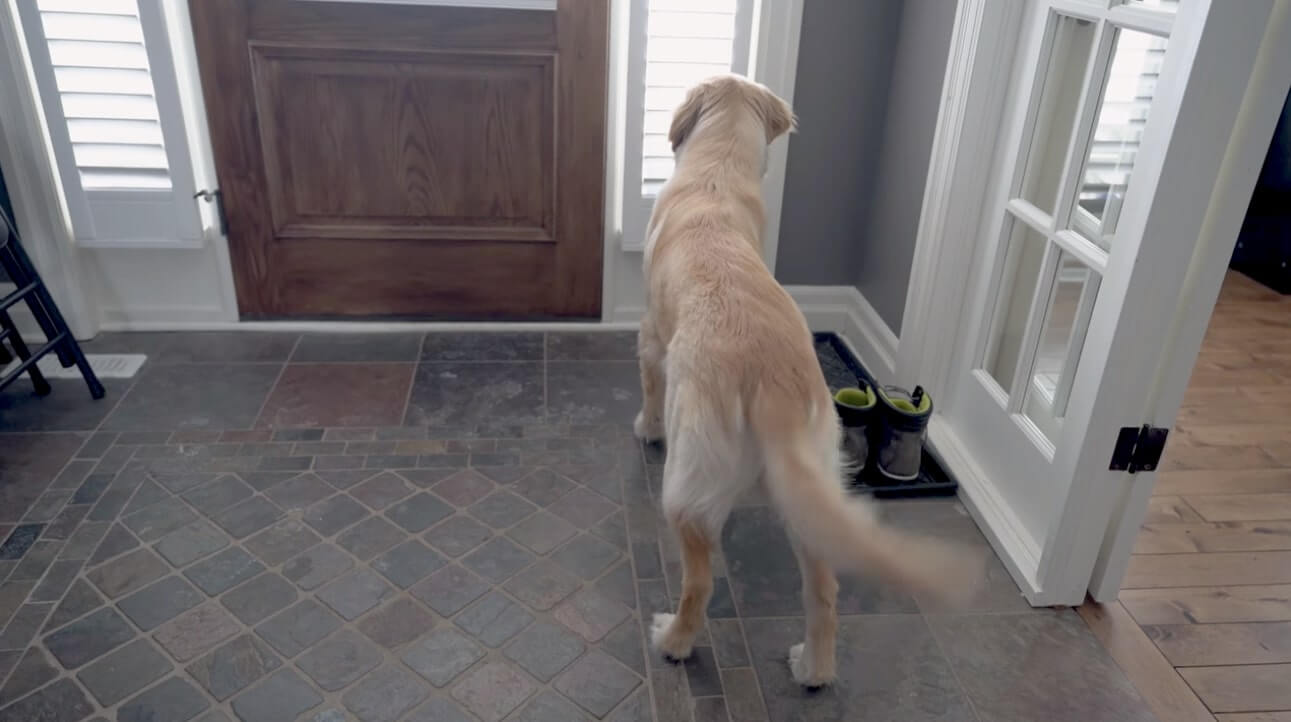 ゴールデンレトリーバー,動画