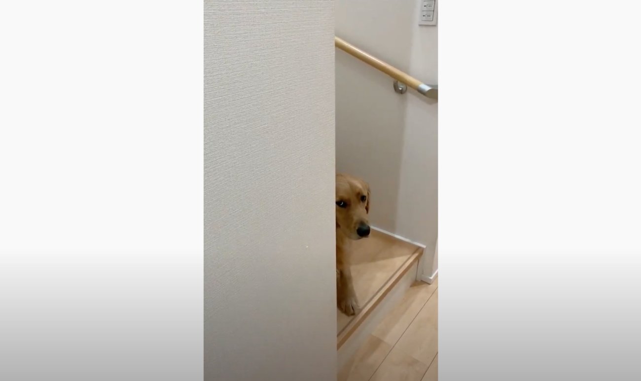 ゴールデンレトリーバー,動画