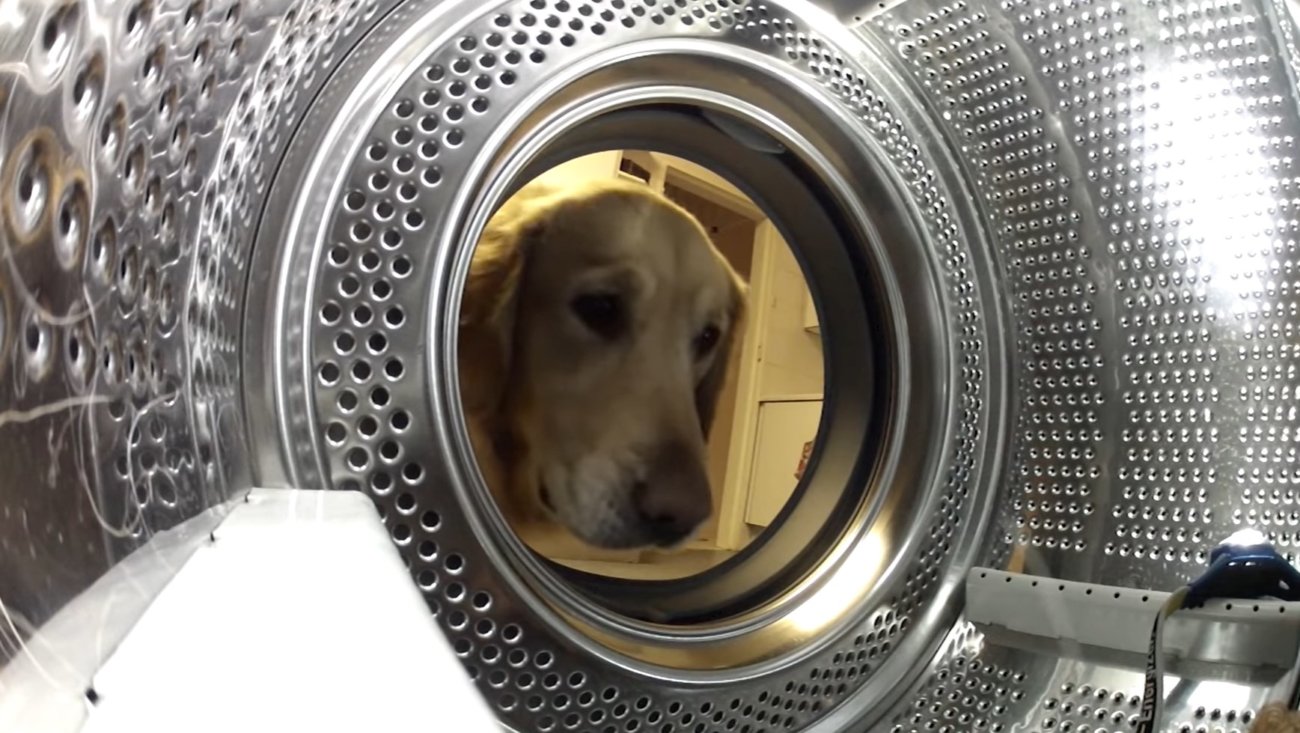 ゴールデンレトリーバー,動画