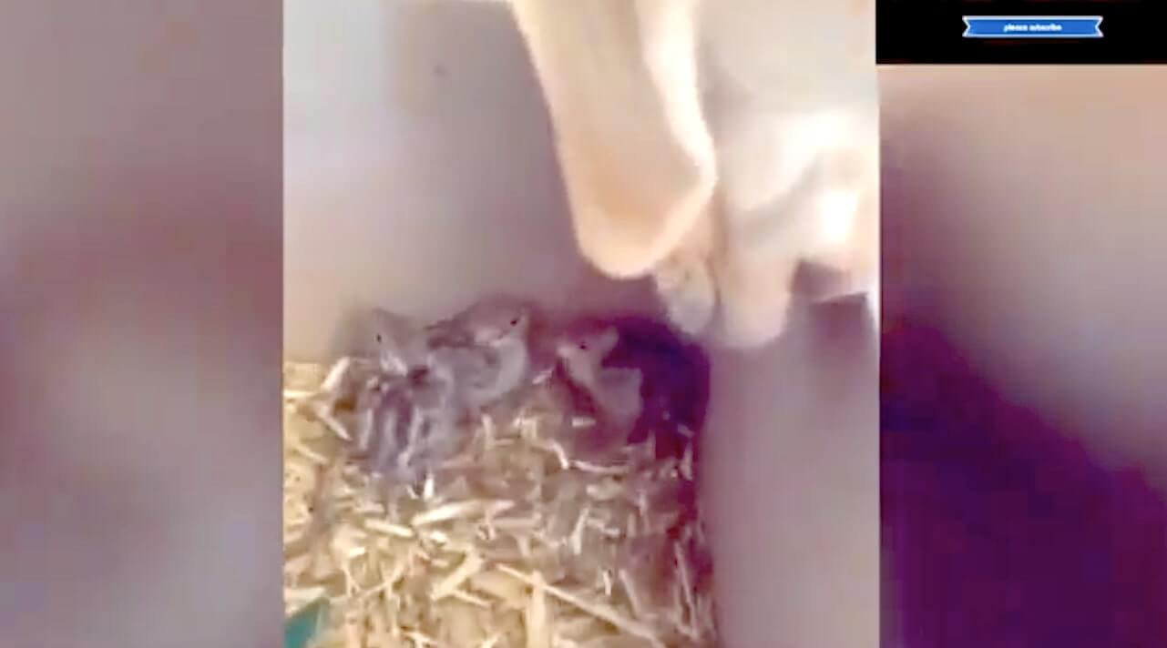 ラブラドールレトリーバー,動画