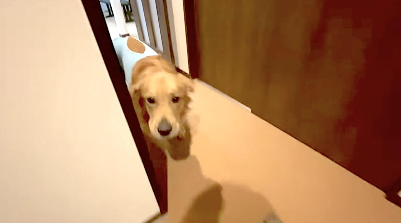 ゴールデンレトリーバー,動画