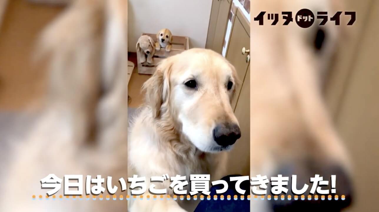 ゴールデン,動画,イッヌドットライフ