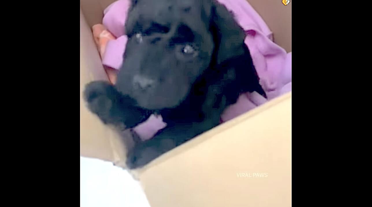 ゴールデンレトリーバー,動画