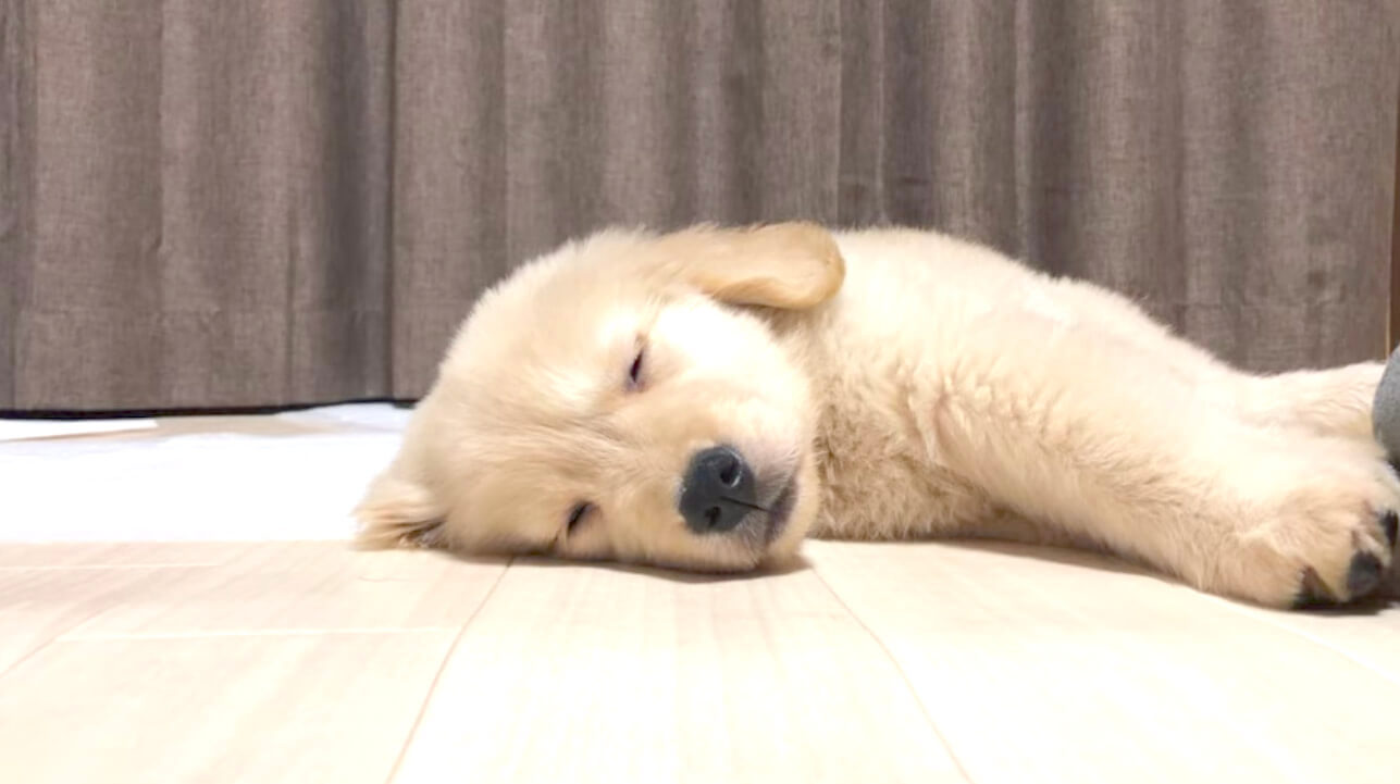 ゴールデンレトリーバー,動画