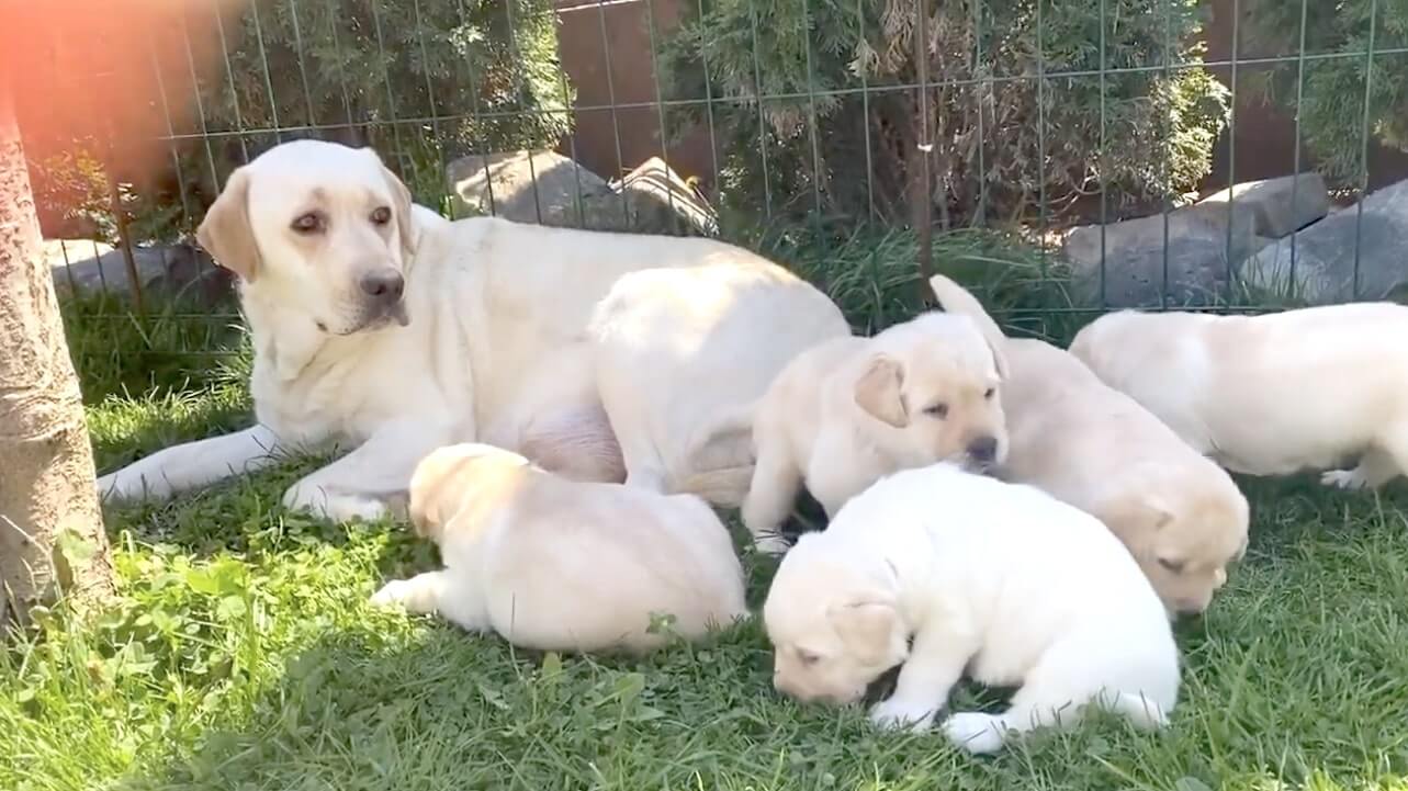 ラブラドールレトリーバー,動画