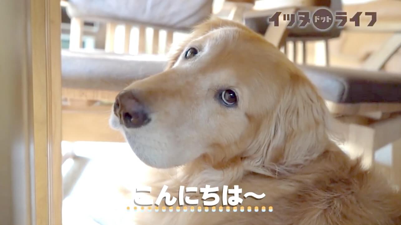 ゴールデン,動画,イッヌドットライフ