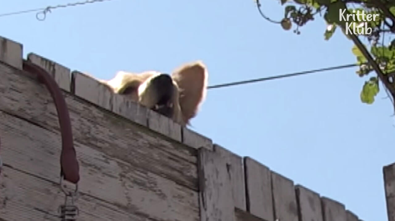 ゴールデンレトリーバー,動画