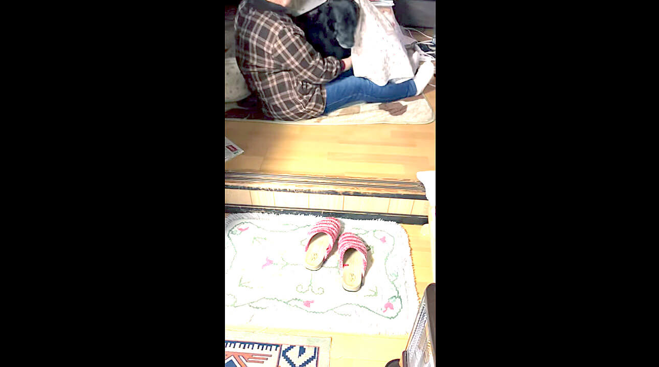 ラブラドールレトリーバー,動画