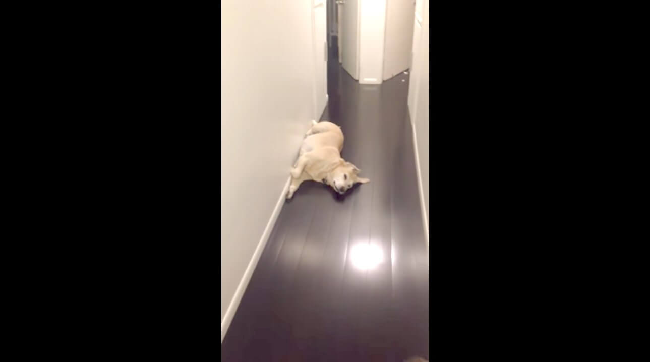 ラブラドールレトリーバー,動画