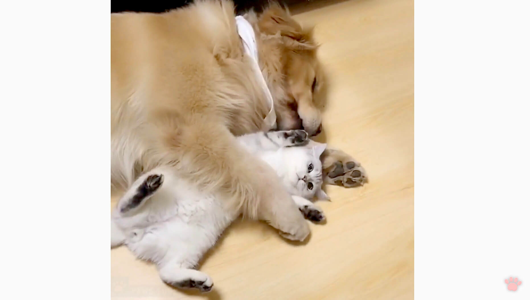 ゴールデンレトリーバー,動画