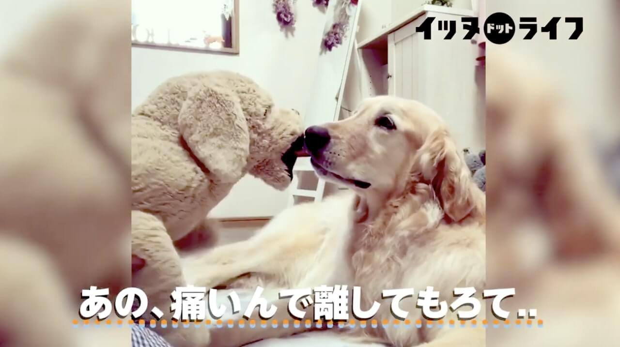 ゴールデン,動画,イッヌドットライフ