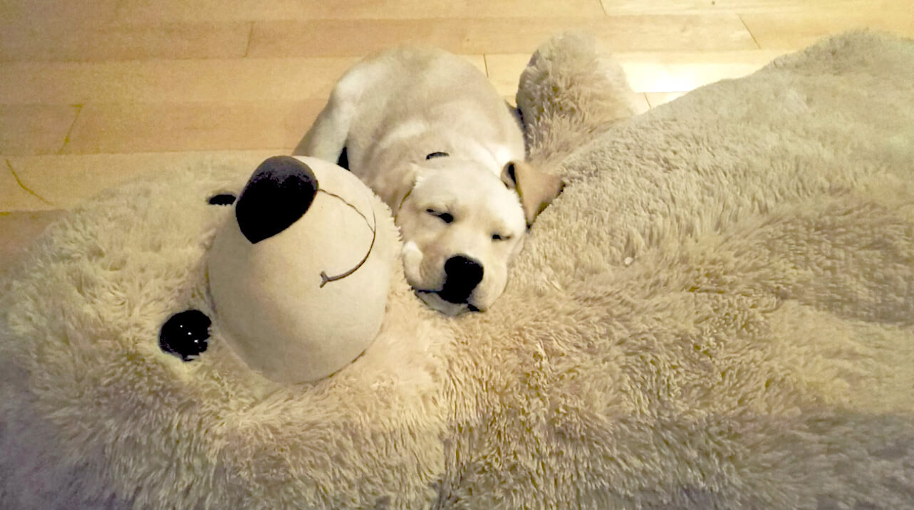 ラブラドールレトリーバー,動画