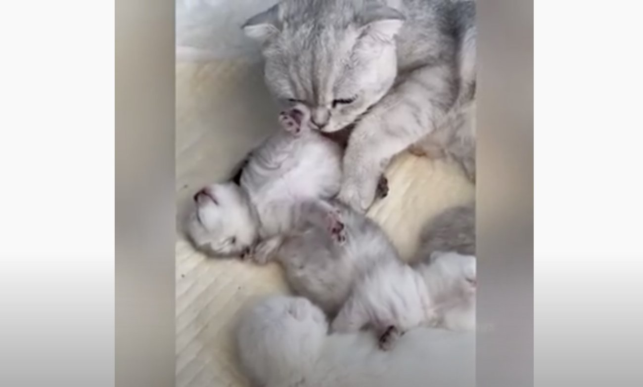 ゴールデンレトリーバー,動画