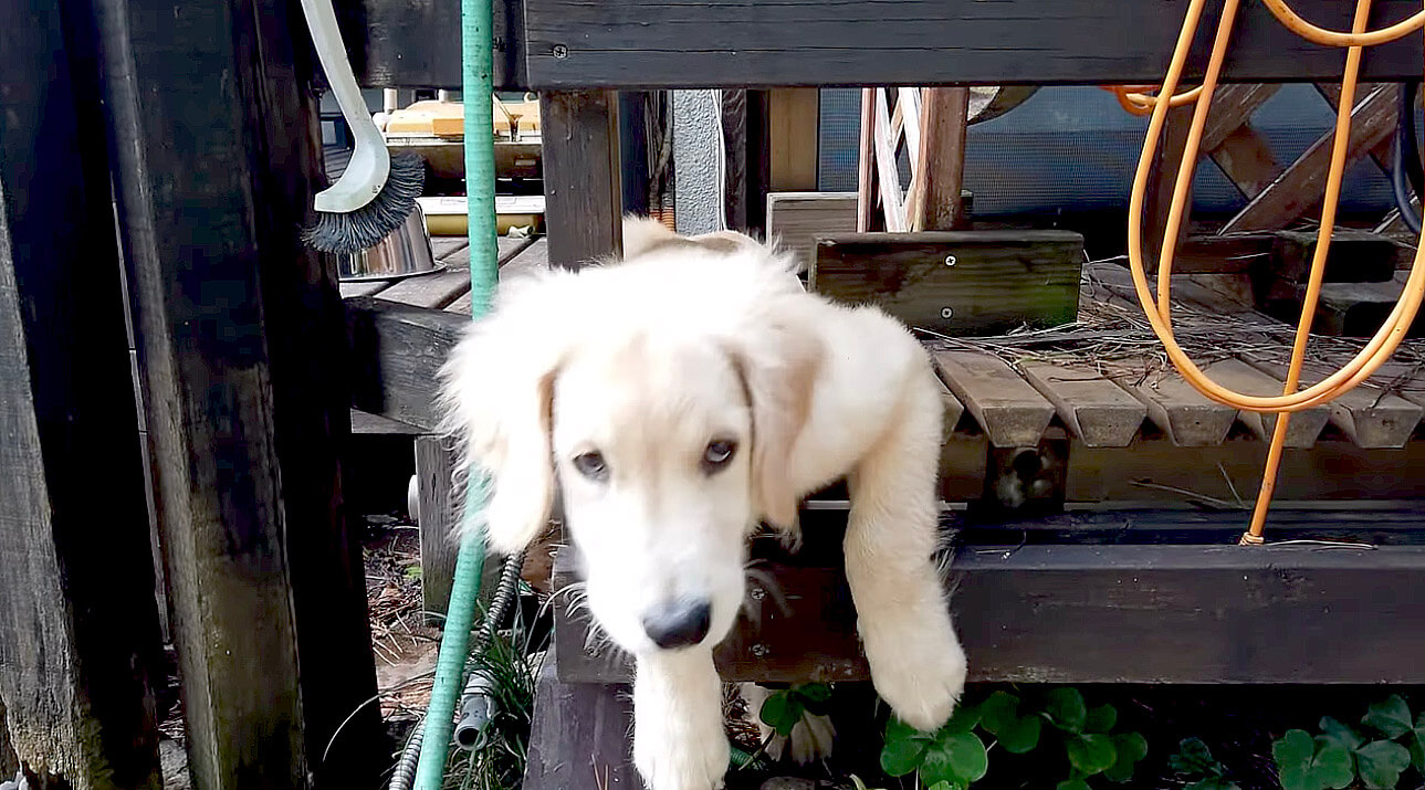 ゴールデンレトリーバー,動画