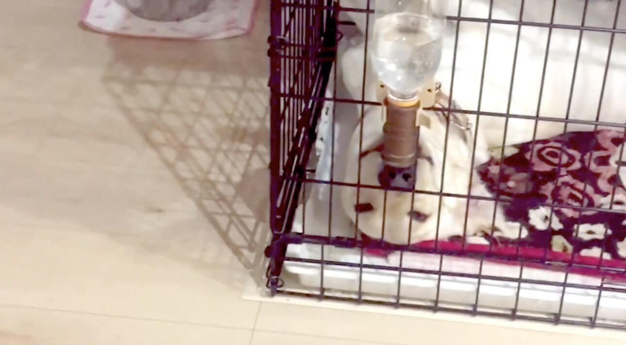 ラブラドールレトリーバー,動画