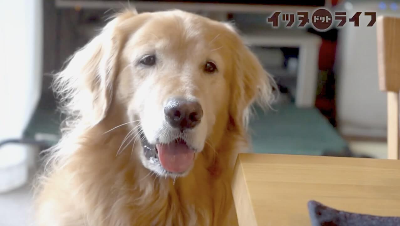 ゴールデン,動画,イッヌドットライフ