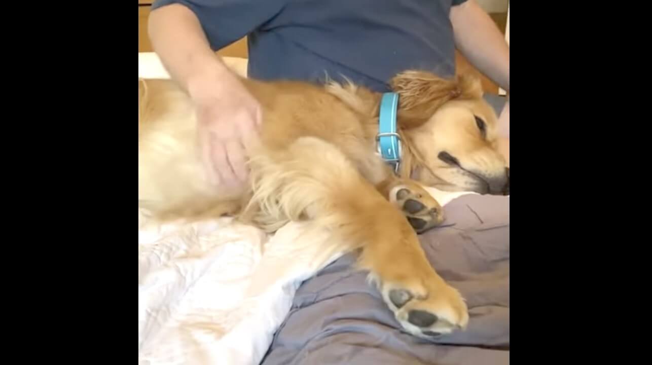 ゴールデンレトリーバー,動画