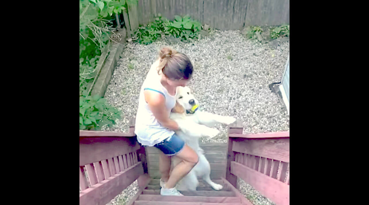 ゴールデンレトリーバー,動画