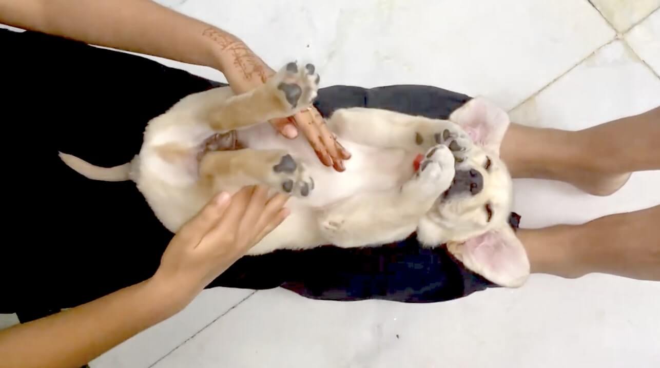 ラブラドールレトリーバー,動画