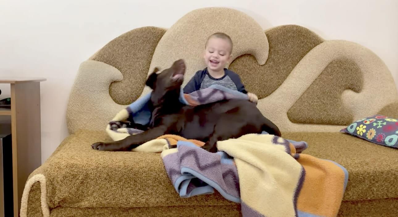 ラブラドールレトリーバー,動画