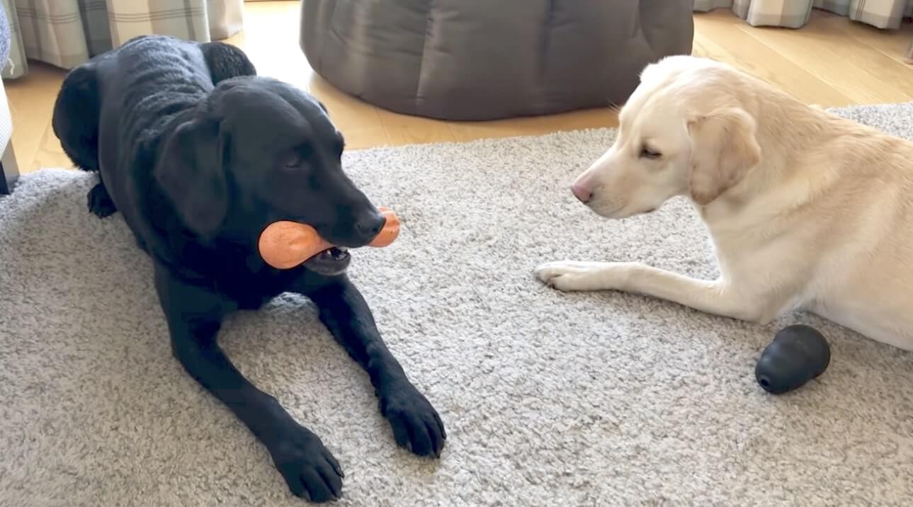 ラブラドールレトリーバー,動画