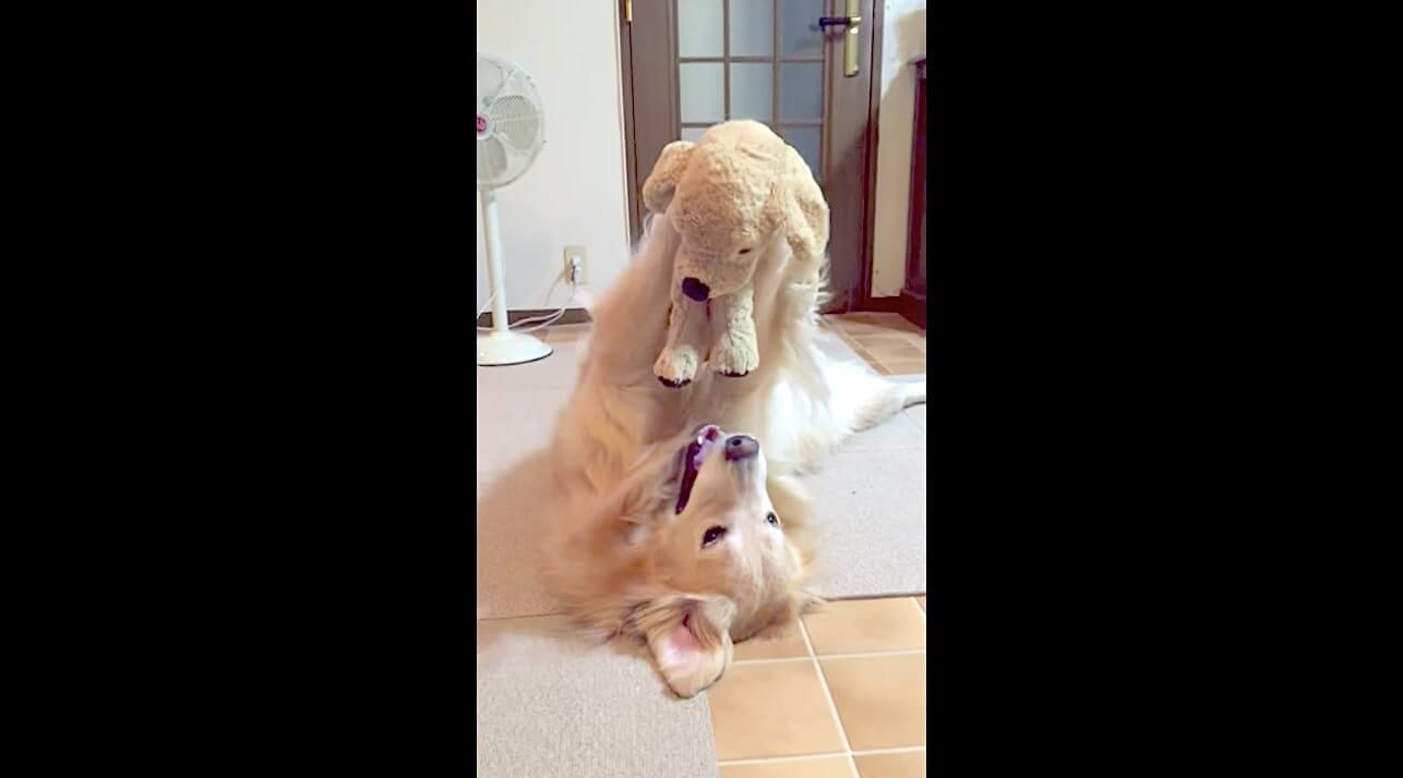 ゴールデンレトリーバー,動画