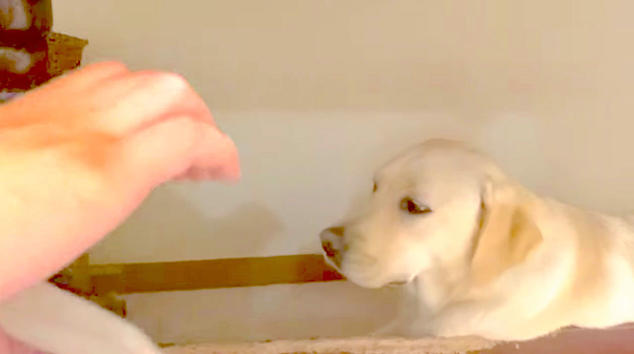 ラブラドールレトリーバー,動画