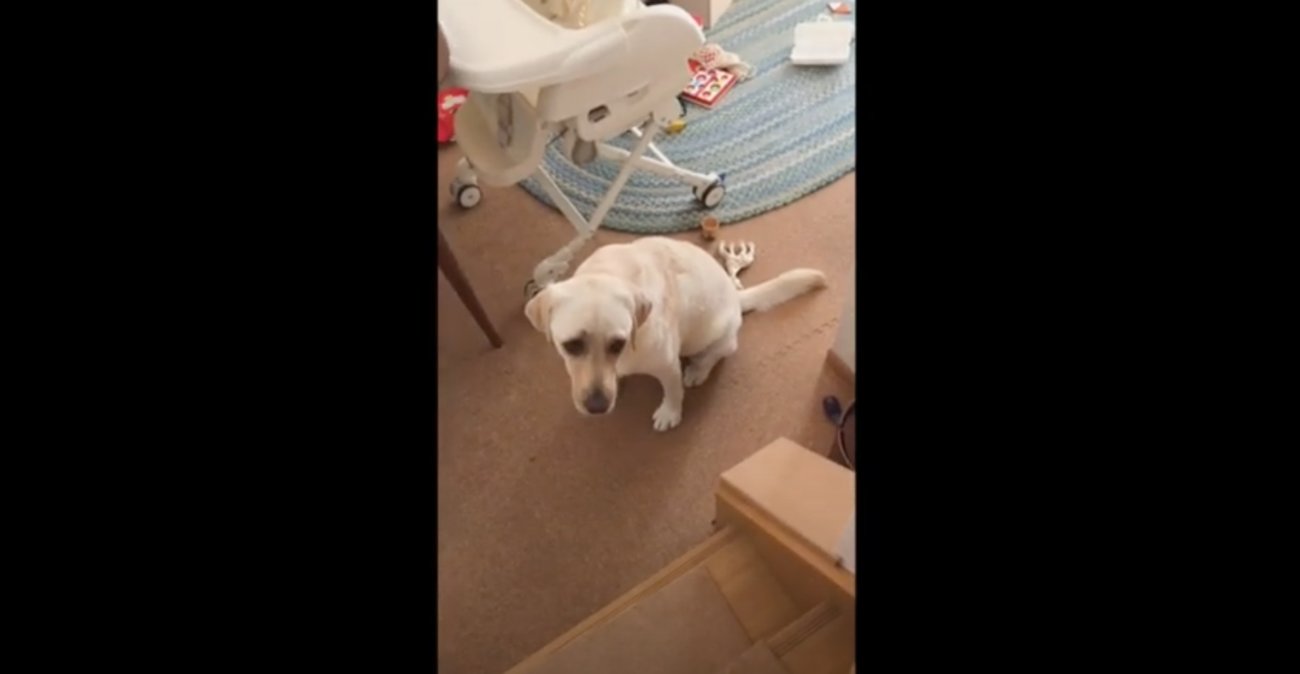 ラブラドールレトリーバー,動画